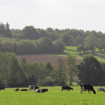 vaches prim'Holstein au pré, herbe, paturage, haies