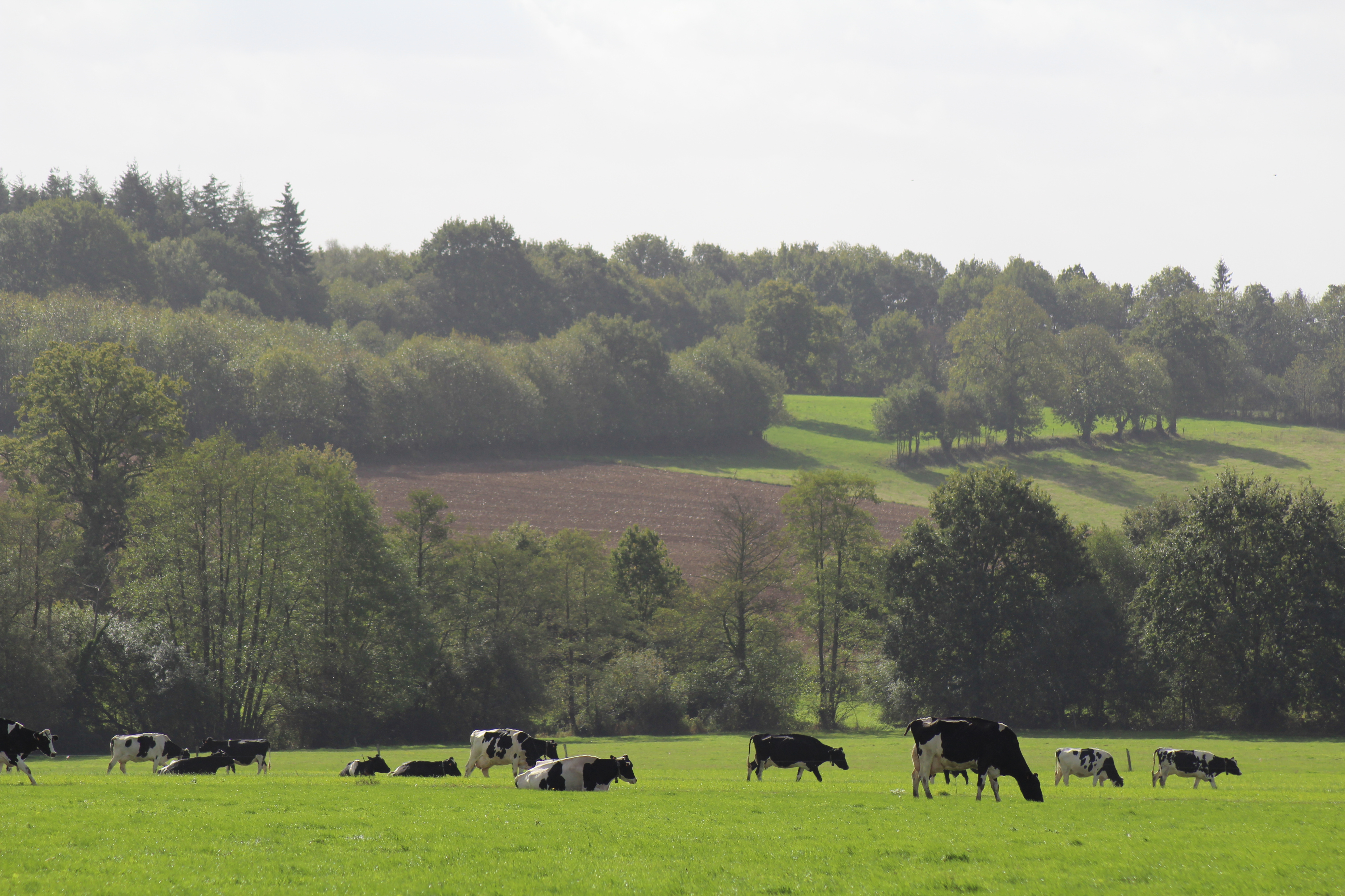 vaches prim'Holstein au pré, herbe, paturage, haies