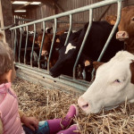 vaches, stabulation, enfant, paille, visite pédagogique