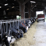 stabulation, distribution d'aliment, tracteur, vaches prim'Holstein