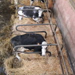 stabulation, vaches prim'Holstein couchées, paille