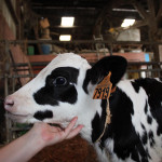 veau prim'Holstein, gros plan, main, stabulation