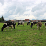 vaches au pré, herbe, paturage