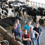 Jeunes, stabulation, vaches prim'Holstein, ferme