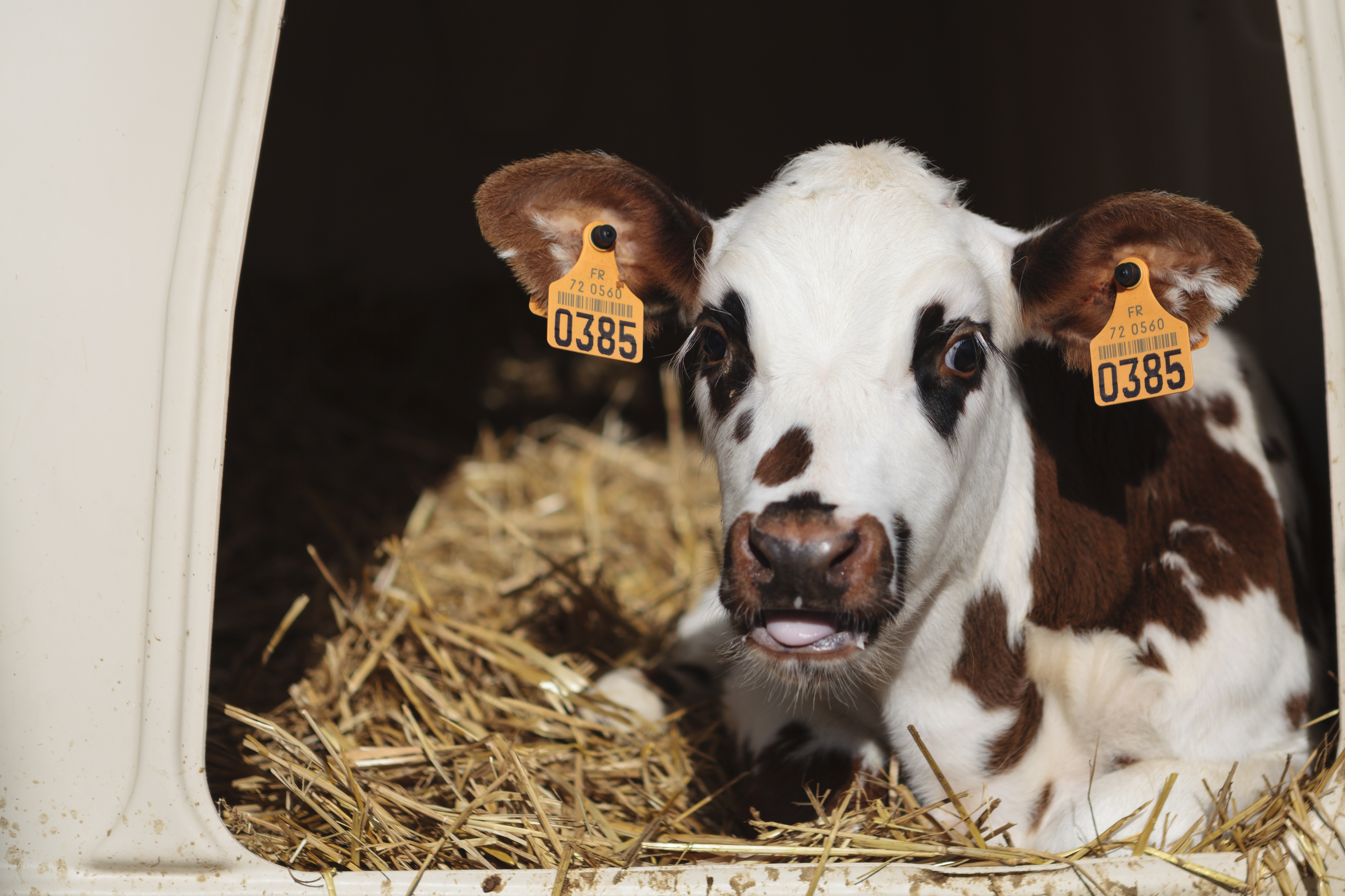 Veau race Normande dans sa niche