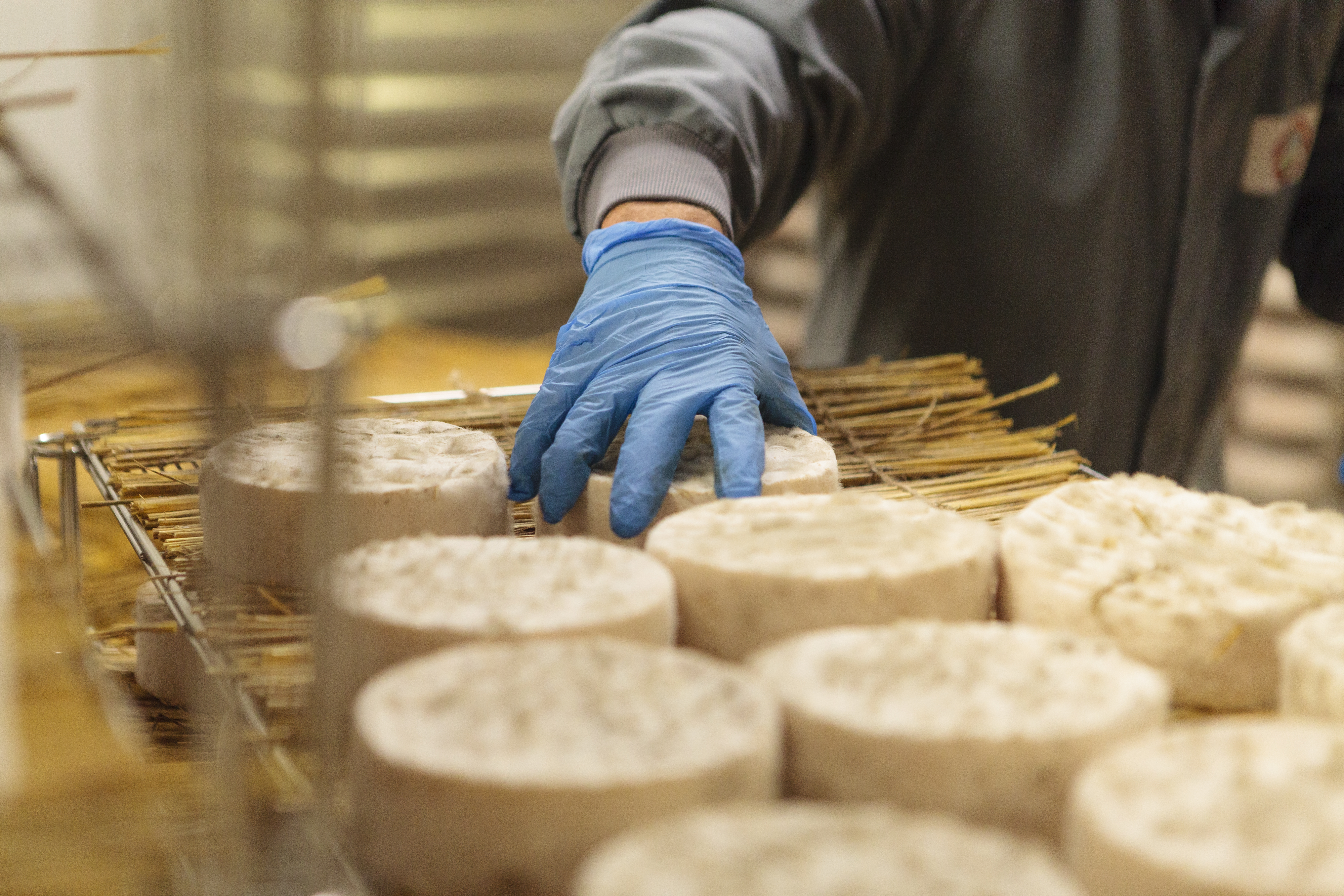 Petits saint-nectaire deposes sur la paille