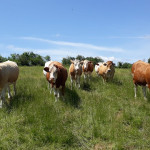 vaches montbéliardes, pré, herbe, pâturage, champ, troupeau