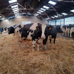 vaches Prim'Holstein, troupeau, stabulation, paille, étable, bâtiment
