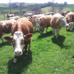 vaches montbéliardes, pré, herbe, pâturage, champ, troupeau