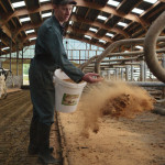 Eleveur dispersant de la sciure de bois sur les matelas des logettes